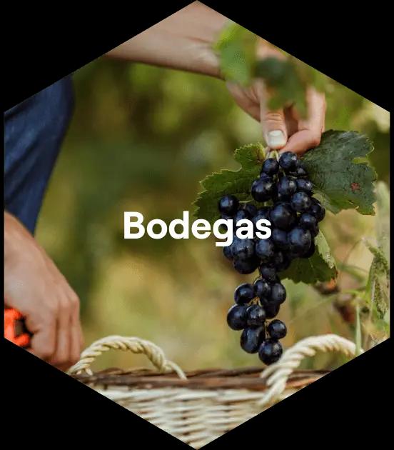 Bodegas