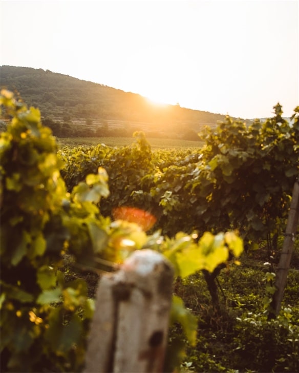Viajeros visitando las viñas de una bodega