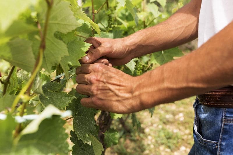 Agricultor atando la viña en los viñedos