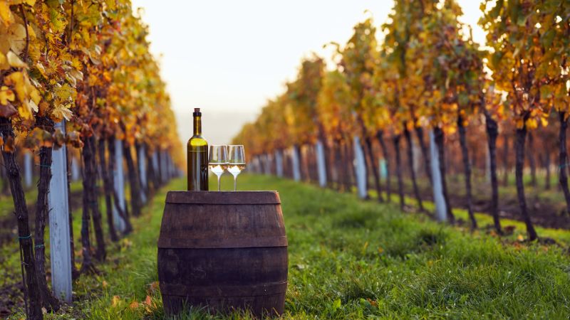 Experiencia en viñedos vascos - cata de vinos txakoli y pintxos de Bilbao