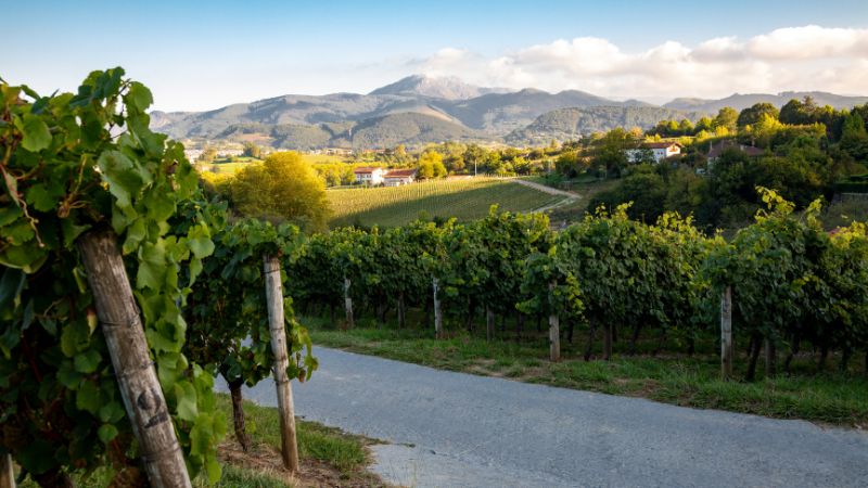 Tour de vino Txakoli desde Bilbao
