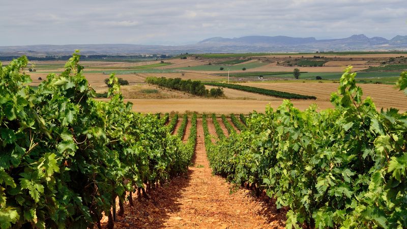 Un día en el país del vino de Bilbao a La Rioja