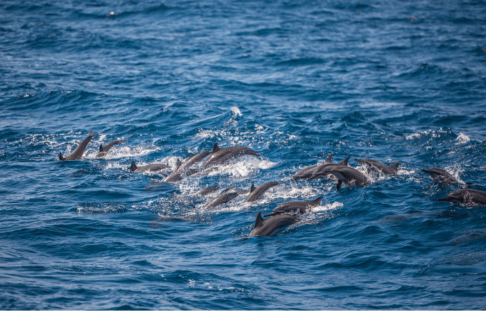 Avistar delfines o ballenas en libertad
