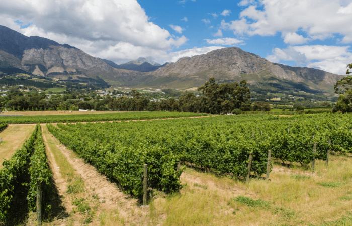 Visitar una bodega una experiencia sensorial